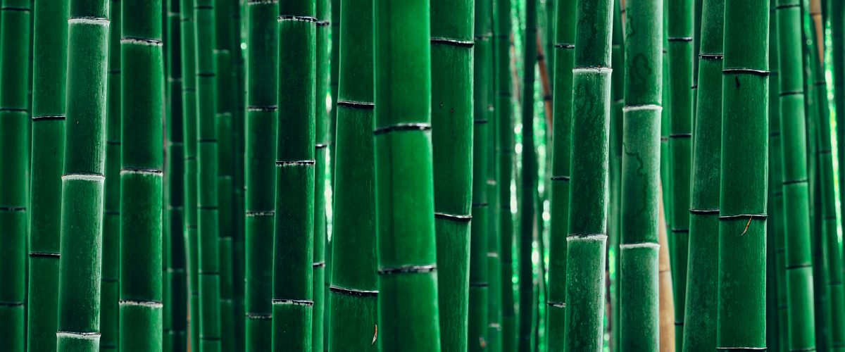 bamboo or bamboo groves_2